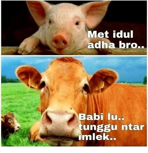 10 Meme Kocak Perasaan Sapi Saat Idul Adha Ini Bakalan Bikin Kamu