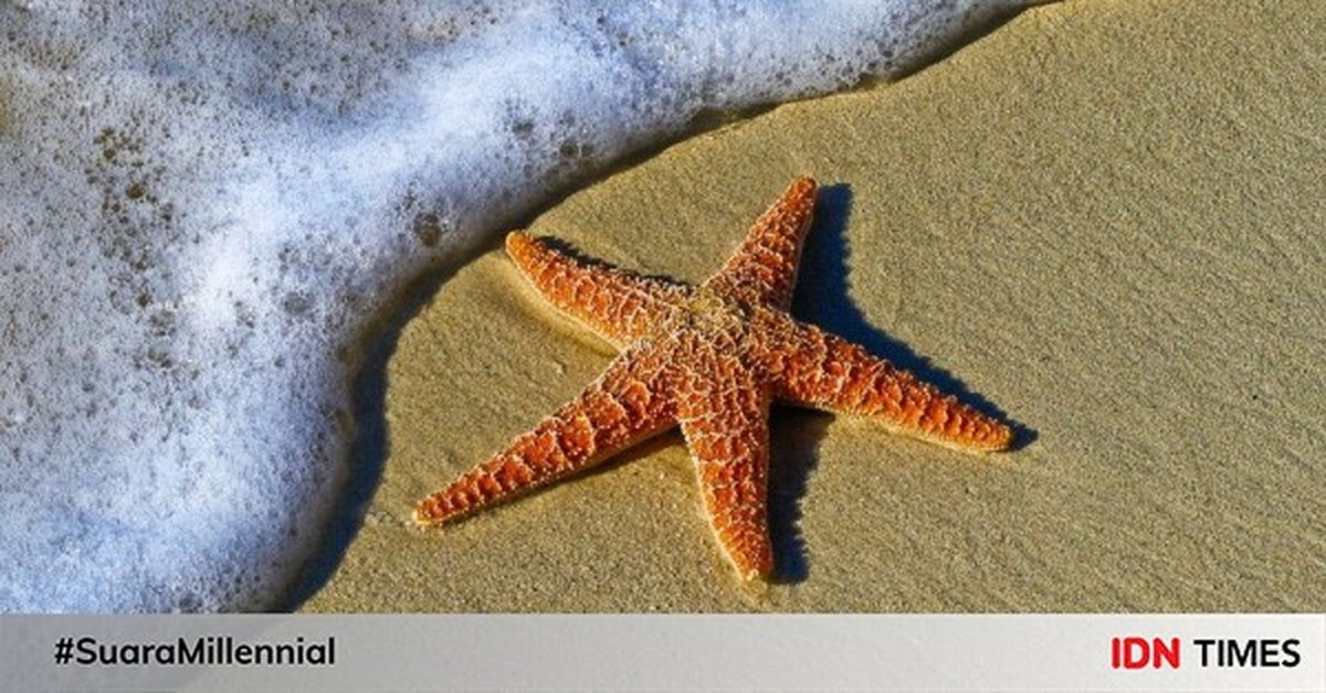  Bintang  Laut  Cacing Planaria Berkembang Biak Dengan Cara 