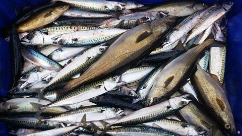 Ikan Yang Baik Untuk Bayi : Makanan laut yang rendah merkuri yang umum