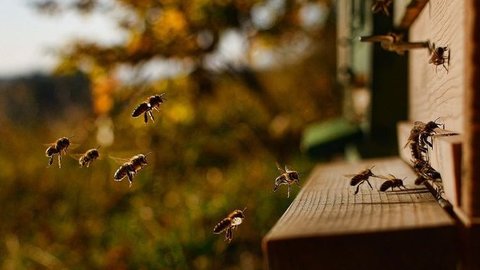 Bagaimana Pendapat Lebah terhadap Sikap Semut? Kunci Jawaban Tema 4