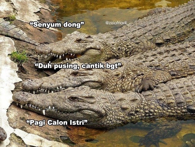 5 Meme Ucapan Buaya Darat Ini Kocaknya Nyindir Dan Bikin Waspada Humor